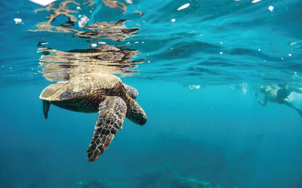 Maui: Semi-Private 2.5 Hour Eco-Raft Turtle Snorkel Tour - Tour Inclusions