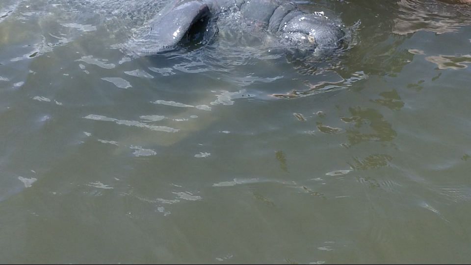 Merritt Island: Manatee Watching Paddle or Kayak Tour - Wildlife Highlights