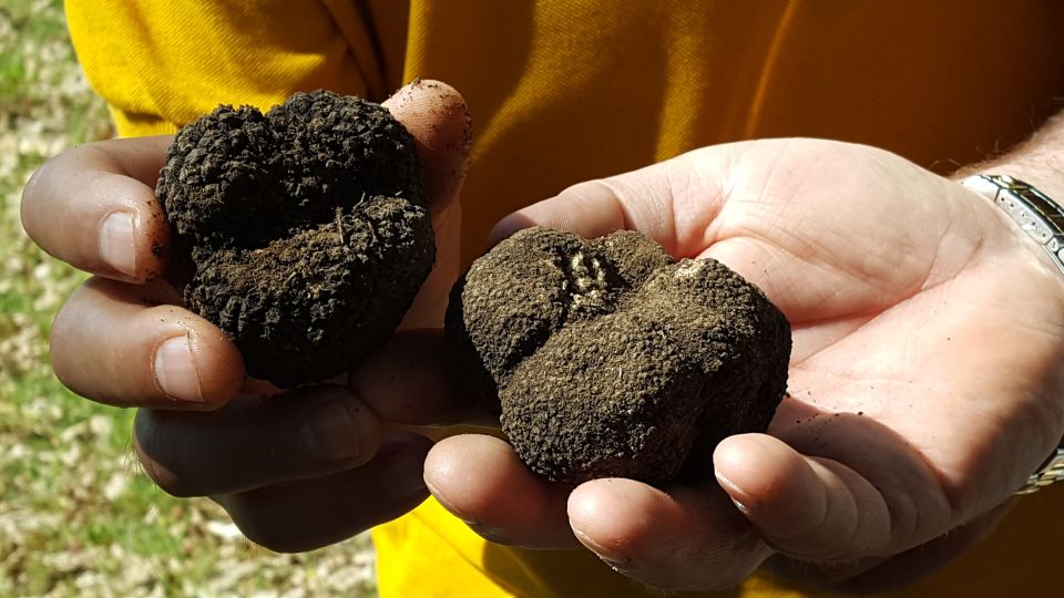 Meteora Truffle Hunting Experience With Lunch & Museum Visit - Meeting Point and Transportation