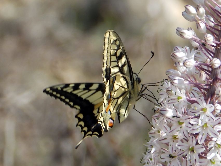 Mistra Valley and Selmun Private Nature Tour With Transport - Inclusions and Accessibility