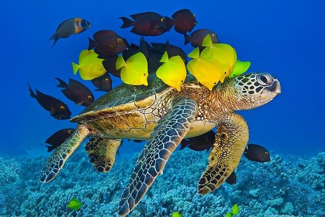 Molokini Crater Zodiak Adventure - Snorkel and Turtle Cove Swim - Snorkeling at Molokini Crater