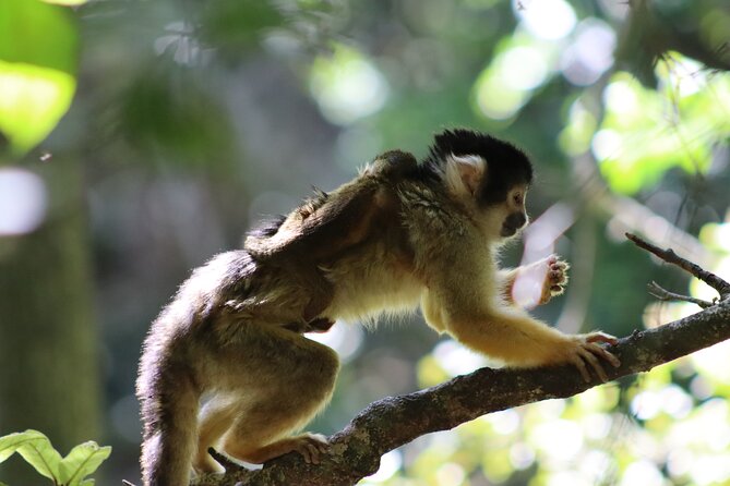 Monkeyland Guided Tour in Plettenberg Bay - Meeting Point and Pickup