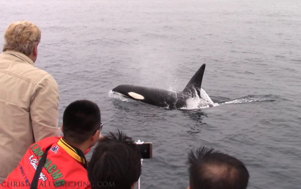 Monterey: Monterey Bay Dolphin and Whale Watching Boat Tour - Meeting Point and Parking