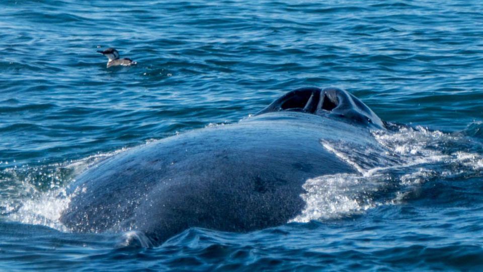 Monterey: Whale Watching Cruise - Customer Ratings and Feedback