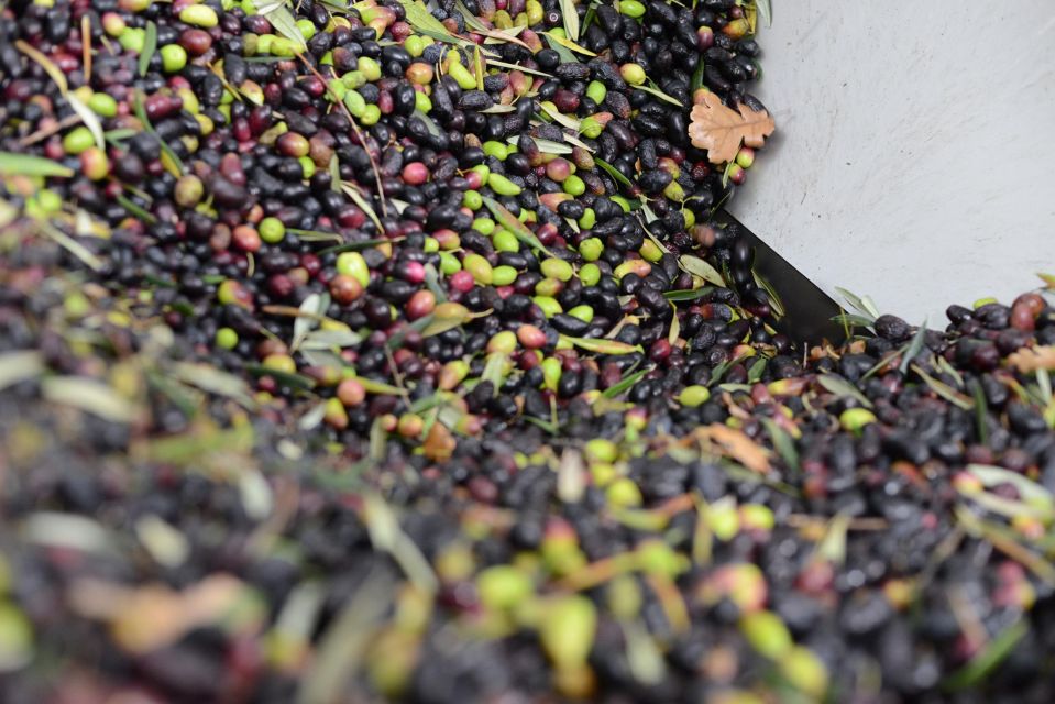 Montpellier : Visit Lavender Field and an Olive Oil Mill - Meeting Local Producers