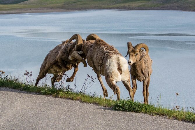 Morning Jasper National Park Wildlife Tour - Audience Suitability