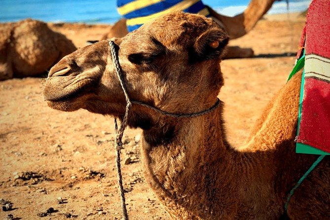 Morocco Day Trip From Spain: Private Luxury & All-Inclusive - Booking Information