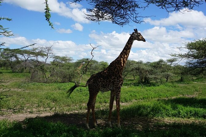 Multi-Day Tanzania Odssey Safari From Arusha - Safari Transportation