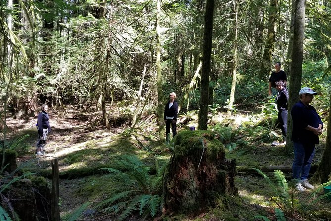 Mystical Rainforest Tour - Forest Magick - Ancient Tree Visit