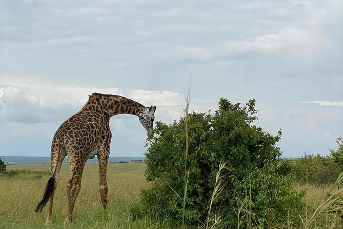 Nairobi National Park and Giraffe Center - Transportation Arrangements