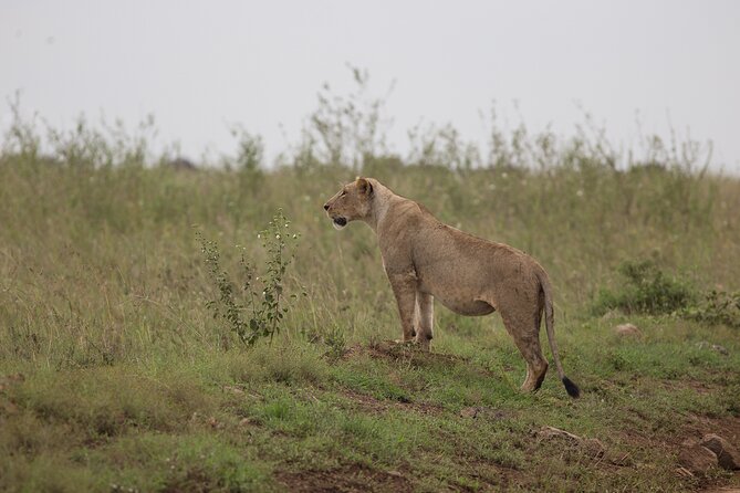 Nairobi National Park Day Tour - Exploring Nairobi National Park