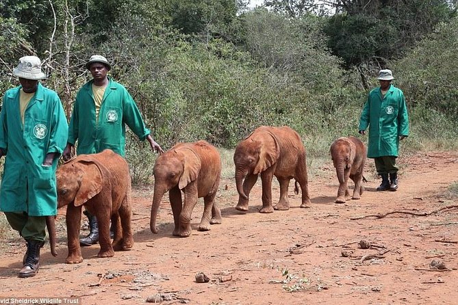 Nairobi National Park, Elephant Orphanage, Giraffe Centre,Karen Blixen Day Tour - Group Size