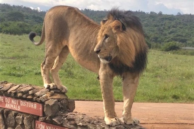 Nairobi National Park Game Drive. Free Airport Pick / Drop Off. - Guided Exploration of the Park