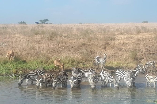 Nairobi National Park Guided Half Day Tour Game Drive- FREE WIFI - Park Fees and Payment Process