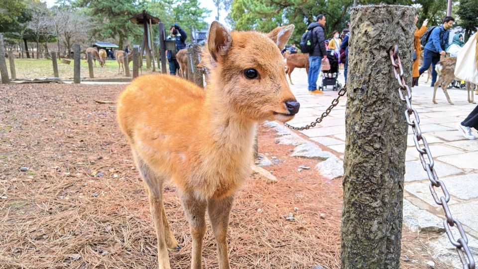 Nara: City Highlights Shared Group or Private Bike Tour - Customer Reviews and Ratings