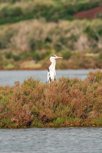 Natural Park of Albufera Des Grau: Hiking & Bird Watching - Participation Guidelines