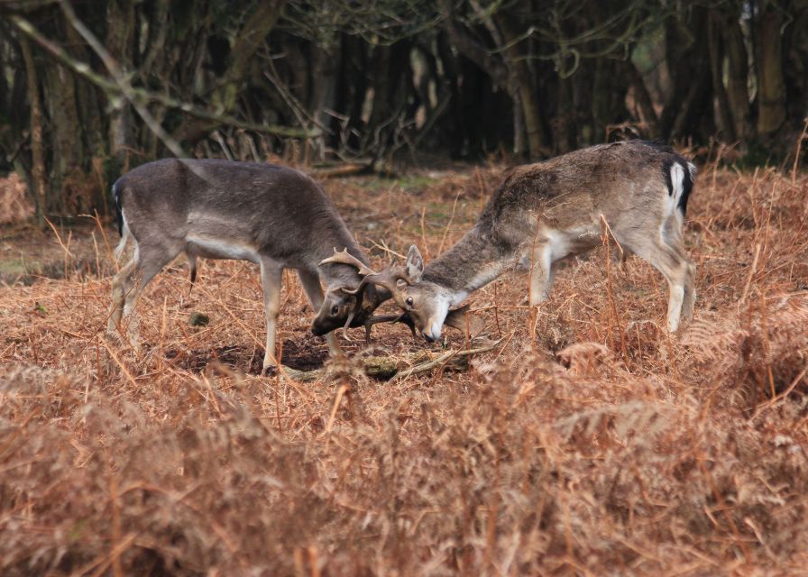 New Forest Explorer Walk (Hampton Ridge) - Wheelchair Accessibility and Inclusivity