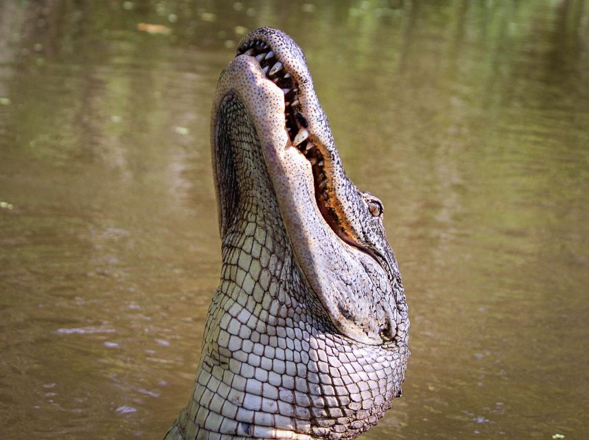 New Orleans: High Speed 16 Passenger Airboat Ride - Unique Features