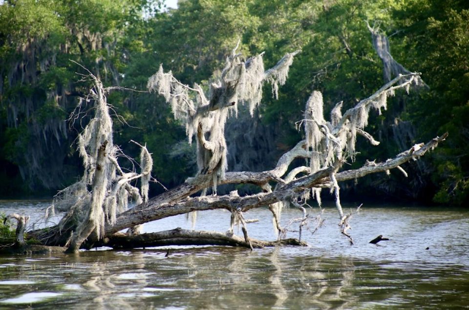 New Orleans: Swamp Tour on Covered Pontoon Boat - Important Information and Recommendations