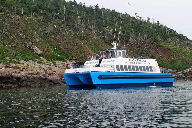 Newfoundland Puffin and Whale Watch Cruise - Marine Wildlife Sightings