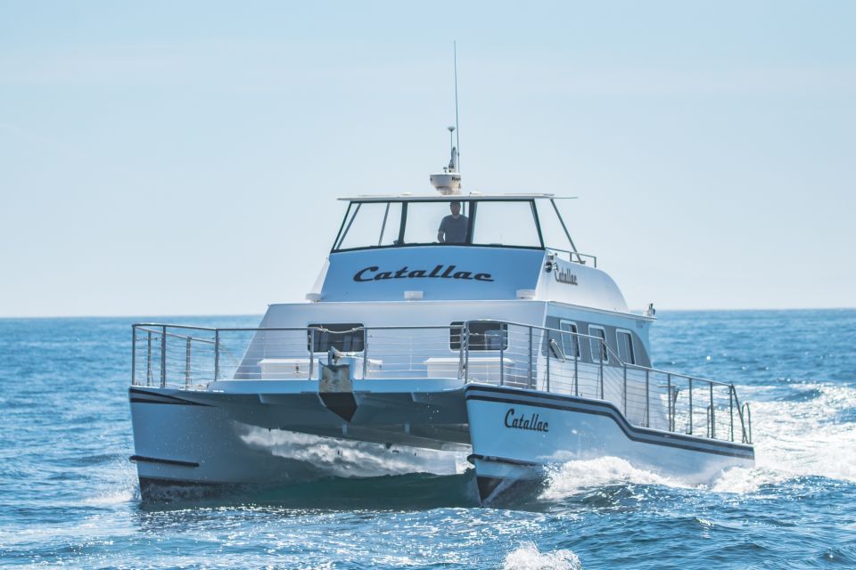 Newport Beach: Luxury Whale Watching Catamaran Cruise - Customer Reviews and Ratings