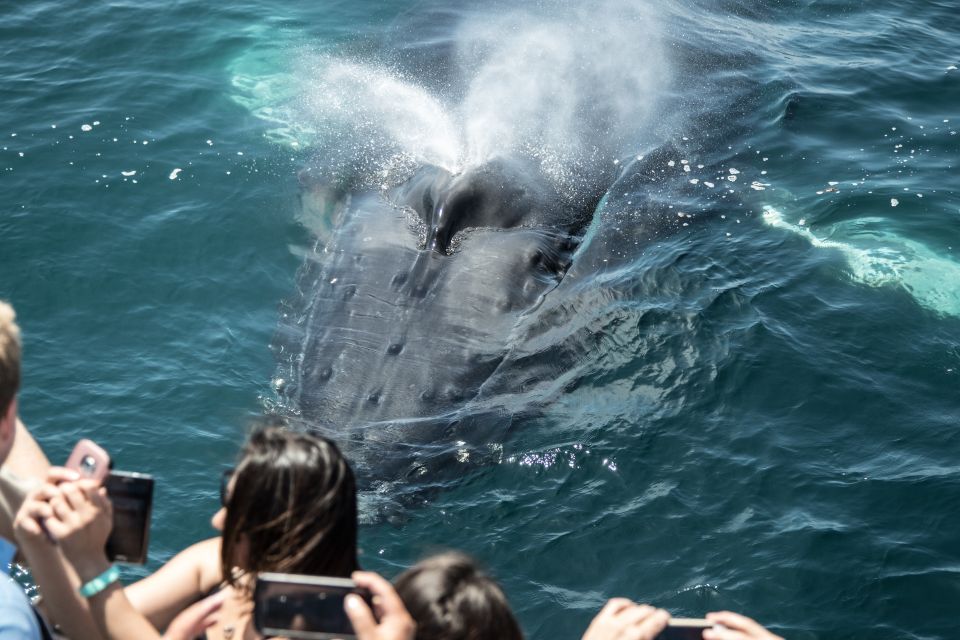 Newport Beach: Year-Round Whale Watching Cruise - Whale Watching Experience