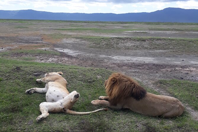 Ngorongoro Crater Day Trip - Wildlife Viewing Opportunities