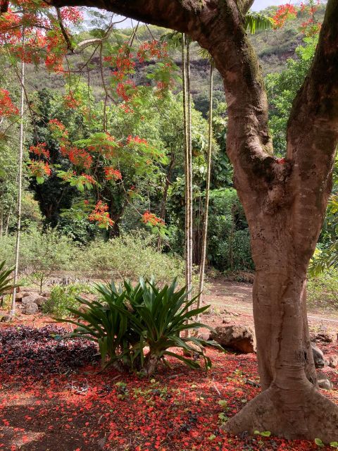 North Shore Haleiwa & Waimea Falls Valley Of The Priests! - Waimea Valley Highlights