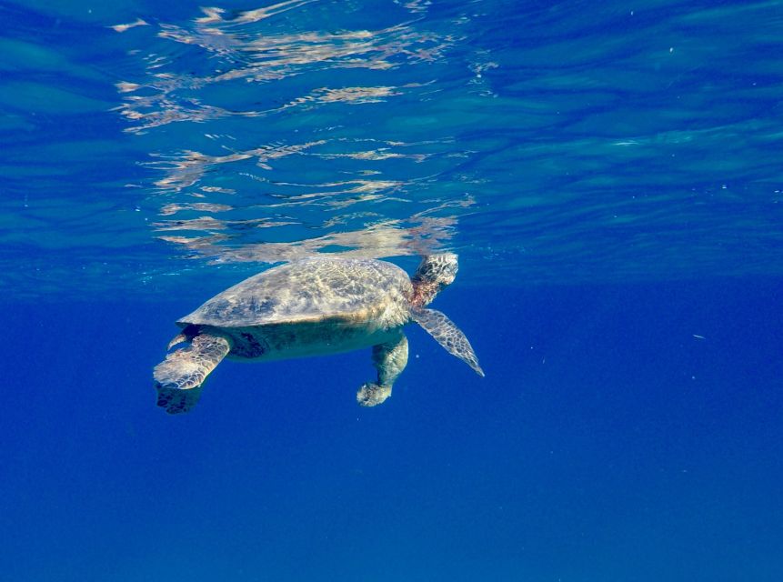 Oahu: Dolphin Swim and Turtle Snorkel Excursion in Waianae - Marine Biologist Expertise