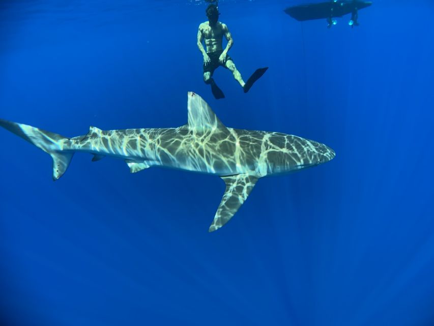 Oahu: North Shore Cageless Shark Snorkeling Tour - Safety and Precautions