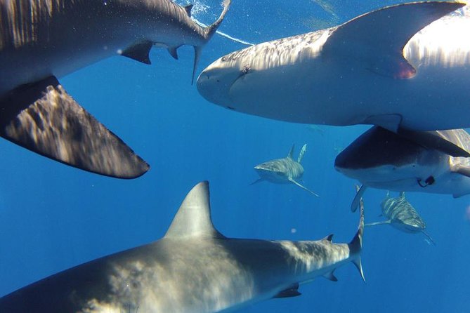 Oahu Shark Dive - Physical Requirements and Accessibility