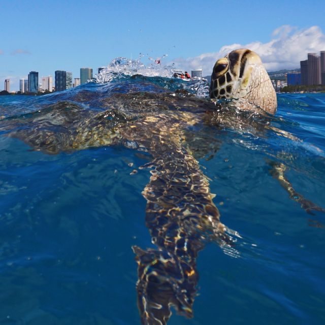 Oahu: Turtle Canyon Snorkeling Boat Tour - Customer Reviews and Ratings