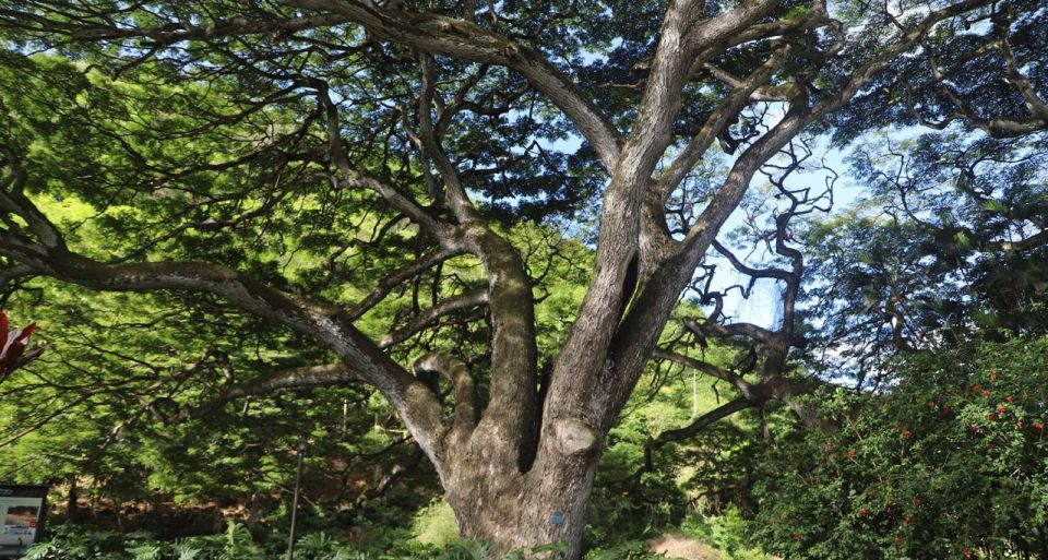 Oahu: Valley of Waimea Falls Swim & Hike With Lunch & Dole - Picnic-Style Lunch