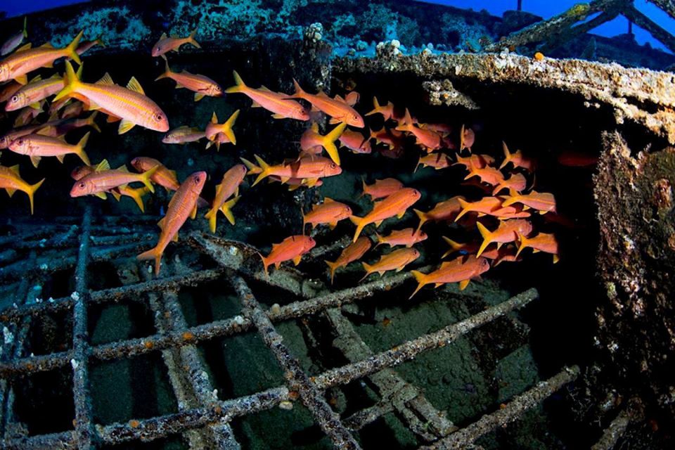 Oahu: Waikiki Submarine Tour - Meeting Point