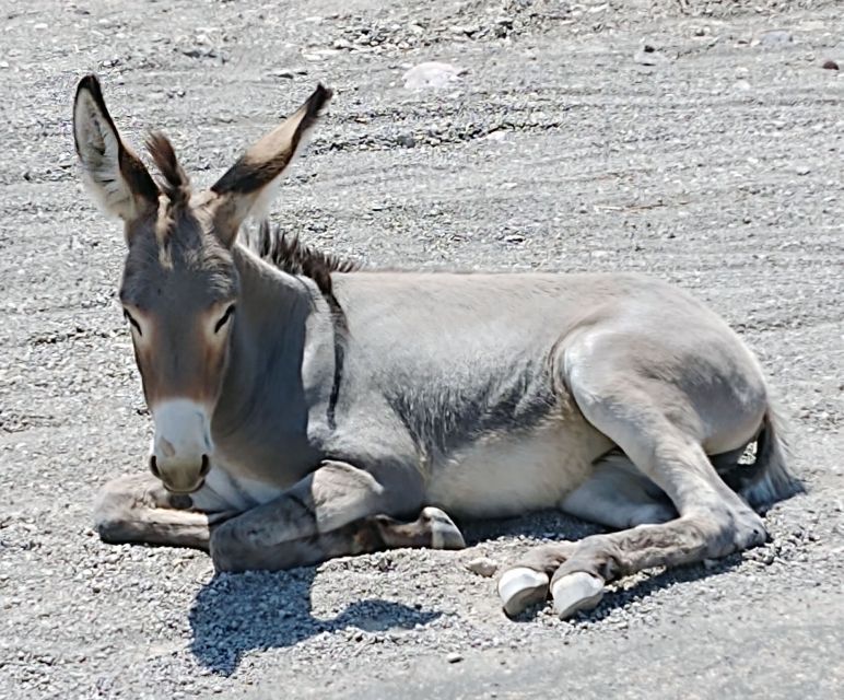 Oatman Mining Village: Burros/Route 66 Scenic Mountain Tour - Ascending Sitgreaves Pass