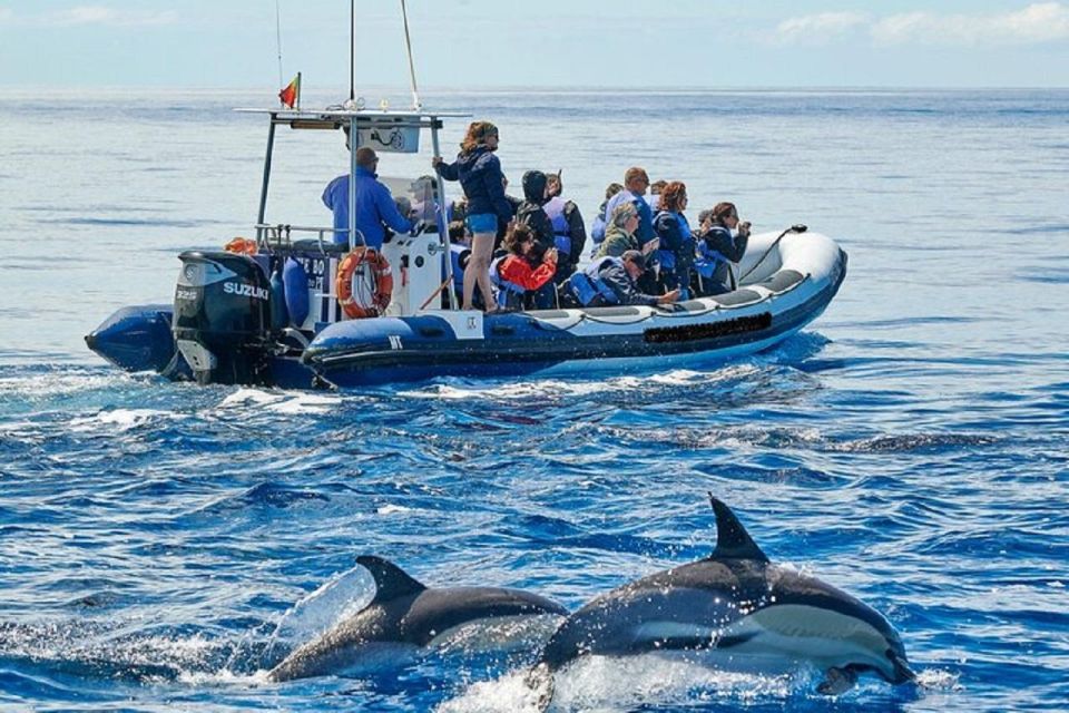 Observation of Whales and Dolphins in the Peak - Professional Crew Expertise