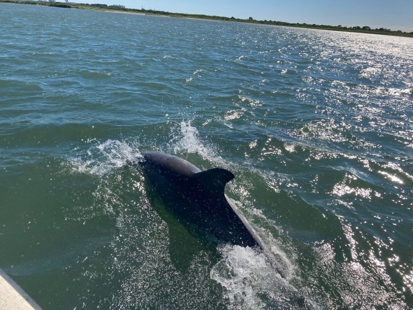 Ocean City: Atlantic Ocean Catamaran Cruise With Crew - Wildlife Sightings