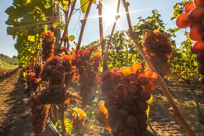 Okanagan Falls Wine Tour Full Day Guided With 5 Wineries - Alcohol and Conduct Policy