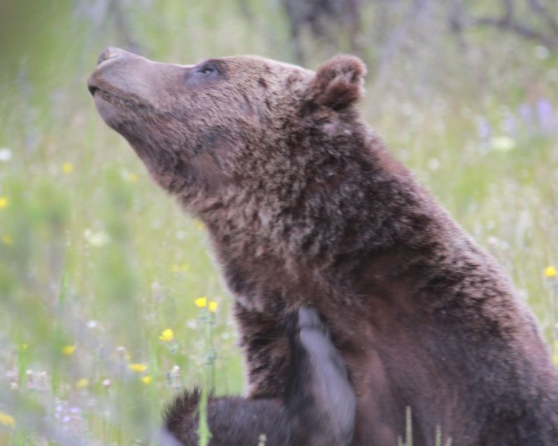 Old Faithful Lower Loop Tours - Wildlife Sightings