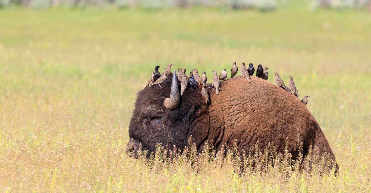 Old Faithful & Yellowstone Highlights - National Park Tour - Inclusions and Amenities