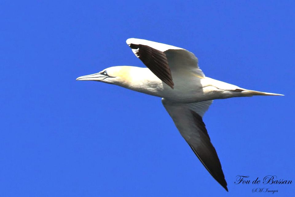 Olhão: 3 Islands Guided Sightseeing Tour With Lunch - Ilha Do Farol