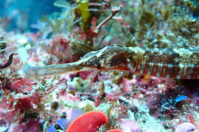 Open Water Diver Course in Arrabida Natural Park (Near Lisbon) - Cancellation and Refund Policy