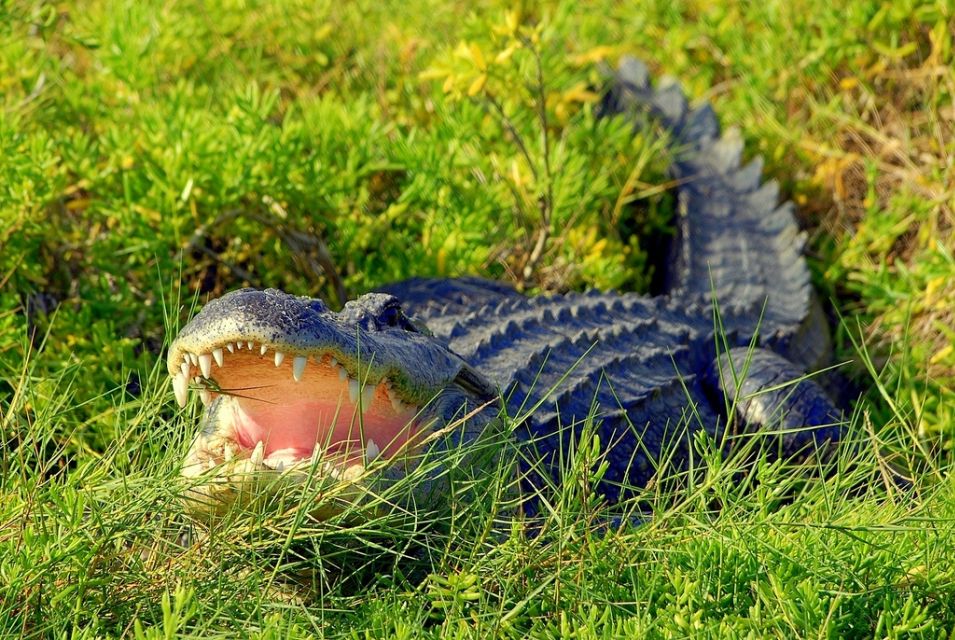 Orlando: Wild Florida Park, Gator Show & Animal Encounters - Visitor Experience and Reviews