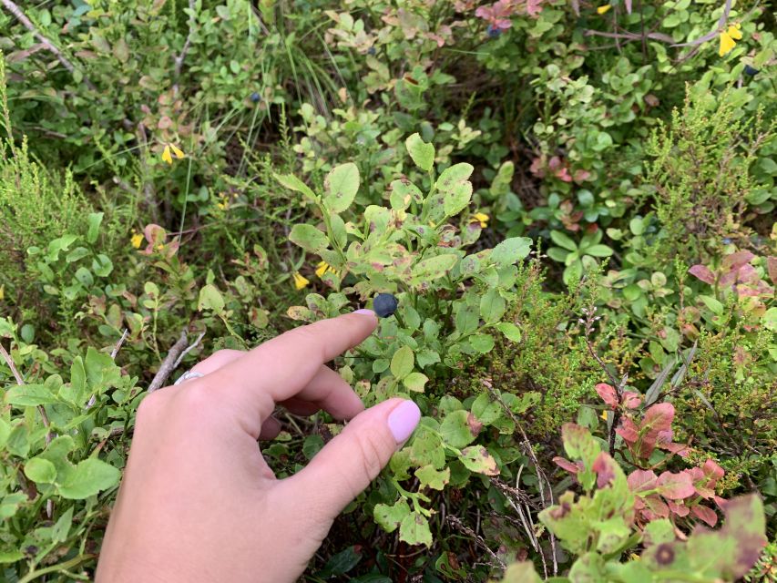 Oslo: Skjennungstoppen Wildlife Forest Hiking Tour - Guided Hike in Nordmarka