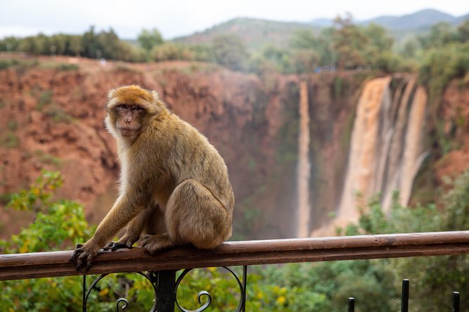 Ouzoud Falls Day Trip From Marrakech - Inclusions and Exclusions