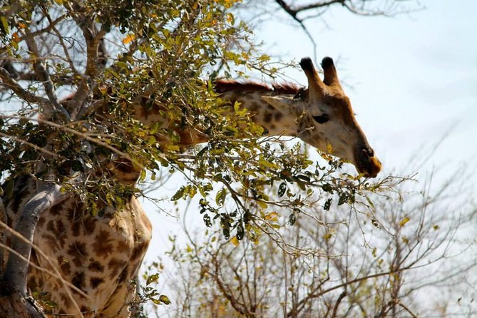 Overnight Kruger National Park Classic Camping Safari - Day 1: Evening Game Drive