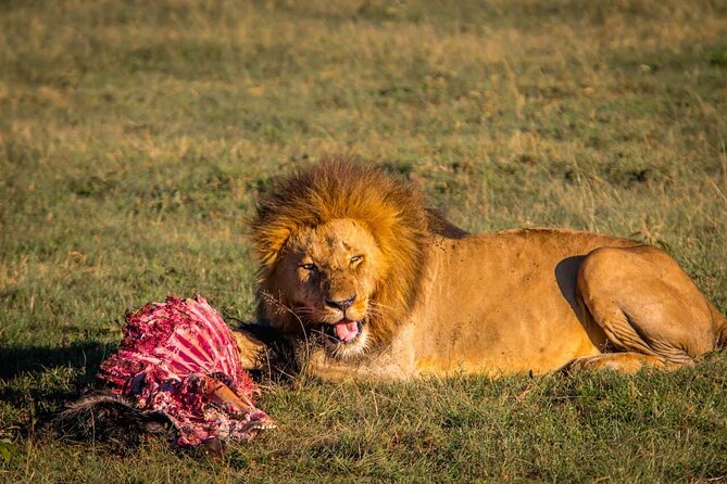 Overnight Safari To Maasai Mara - Safari Experience