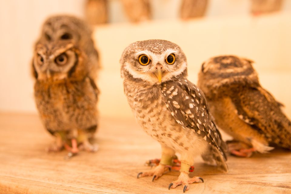 Owl Cafe Tokyo Akiba Fukurou - Customer Reviews and Ratings