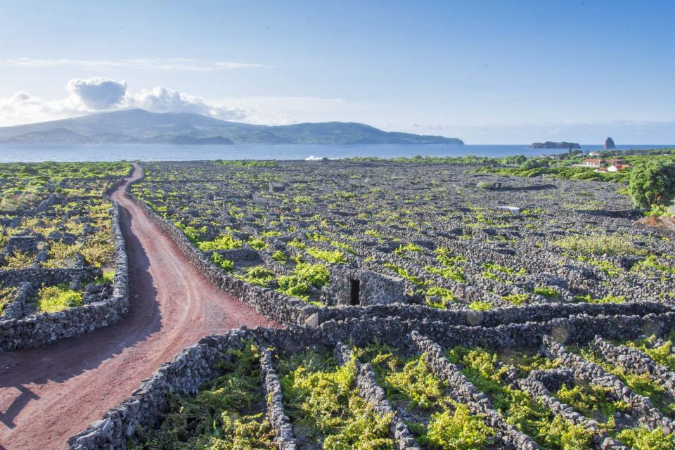 Pico Island: Full Day Wine Culture Tour - Important Information