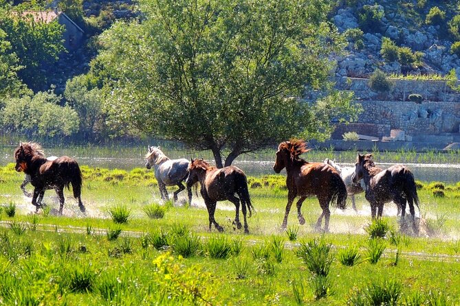 Podgorica Historic, Safari and Winery Tour - Skadar Lake and River Crnojevica - Virpazar and Skadar Lake